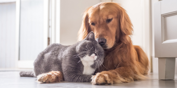 Qual a importância de castrar seu animal de estimação